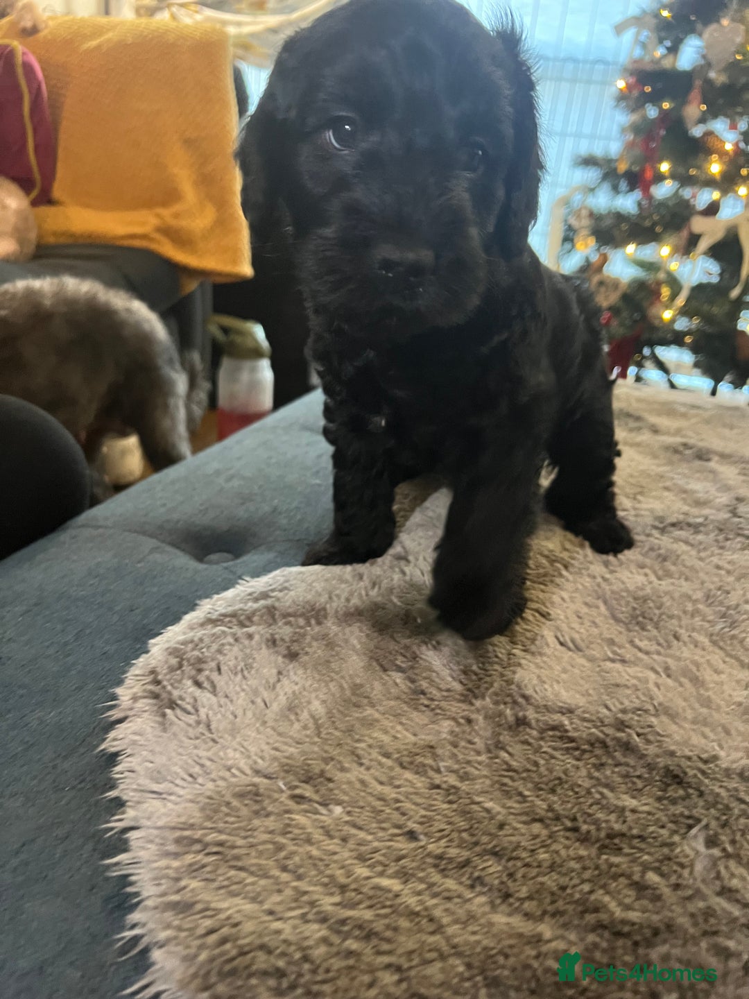 Cockapoo dogs for sale: Cockapoo puppies  - Advert 17