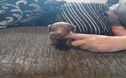 Dachshund dogs for sale: Stunning litter of minature dachshund puppies  - Image 5