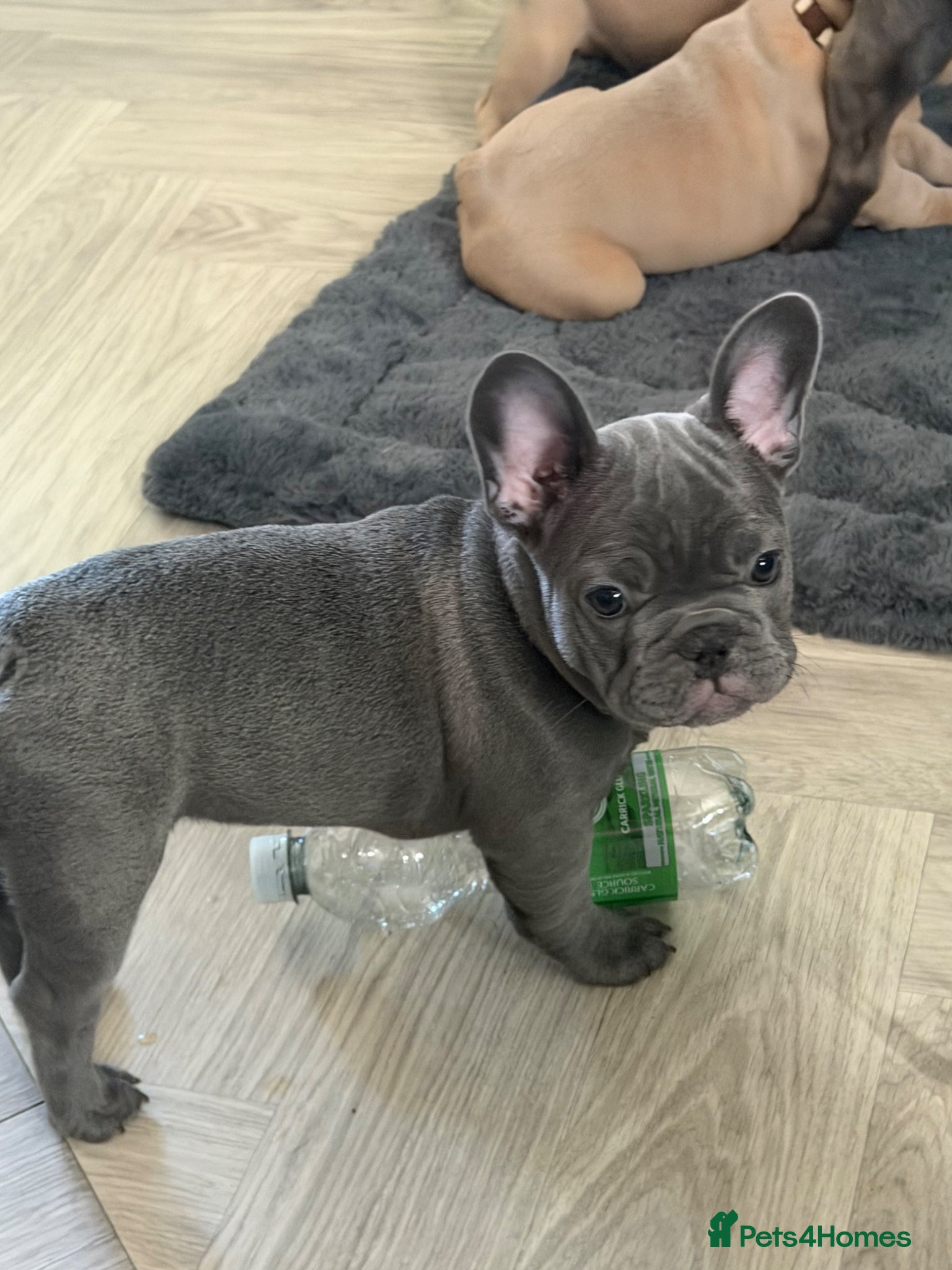 French Bulldog dogs Ready now ❤️ Beautiful French Bulldog puppies - Advert 17