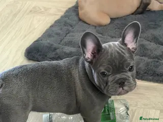 French Bulldog dogs Ready now ❤️ Beautiful French Bulldog puppies - Advert 17