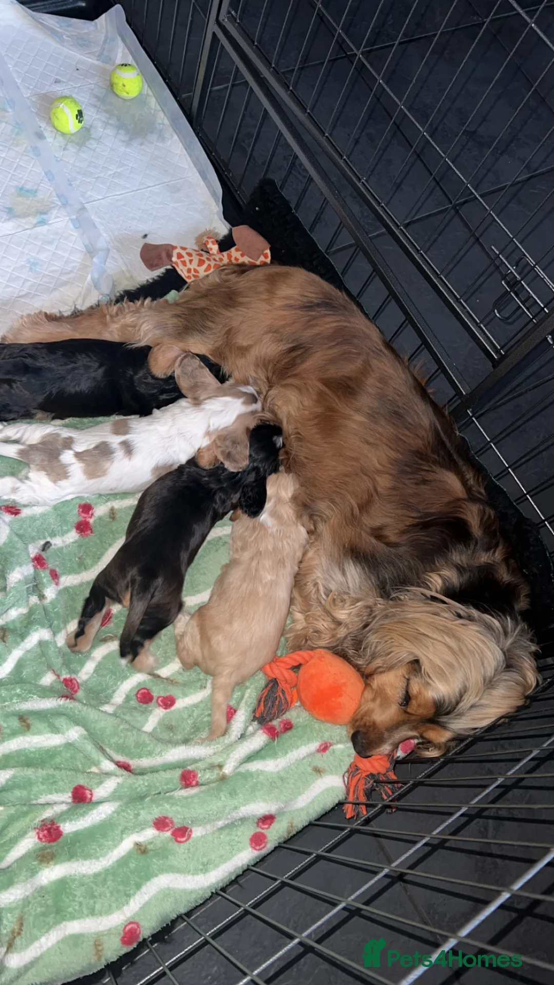 Cocker Spaniel dogs for sale: KC Registered Show-Type Cocker Spaniel Puppies - Advert 2