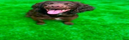 Sprocker dogs for sale: Female puppy in Doncaster - Advert 6