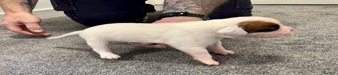  Puppy 2