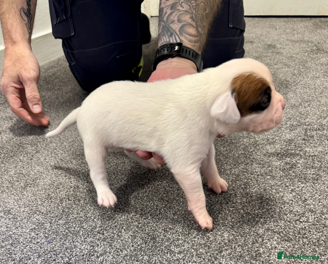 Boxer dogs for sale: KC Registered Boxer Puppies - Image 11