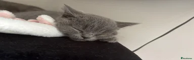 British Shorthair 2