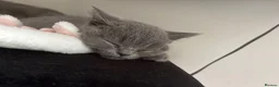 British Shorthair cats for sale: 🐾 2 beautiful British blue shorthair girls🐾 - Advert 13