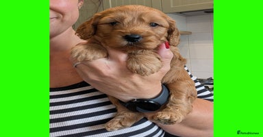 Cockapoo dogs - Advert 5