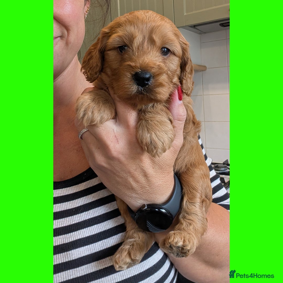 Cockapoo dogs for sale: 3 x Beautiful Red Cockerpoo Pups For Sale - Image 2