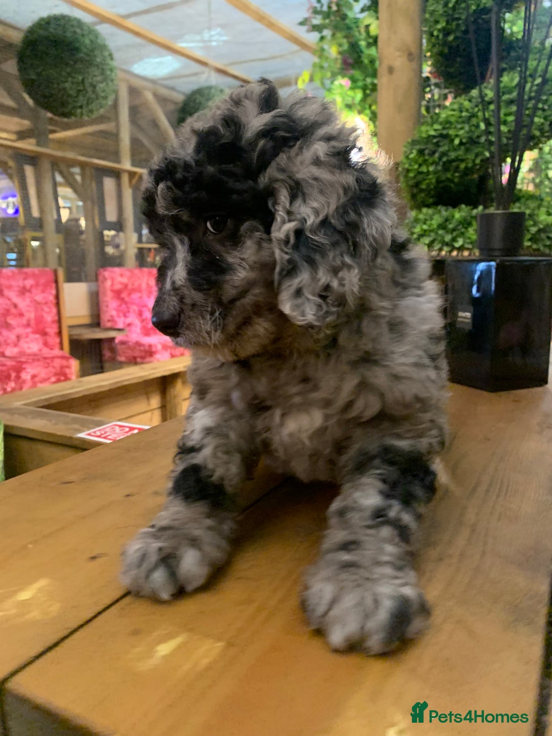 Bernedoodle dogs for sale: F1b Standard Bernedoodle  - Advert 16