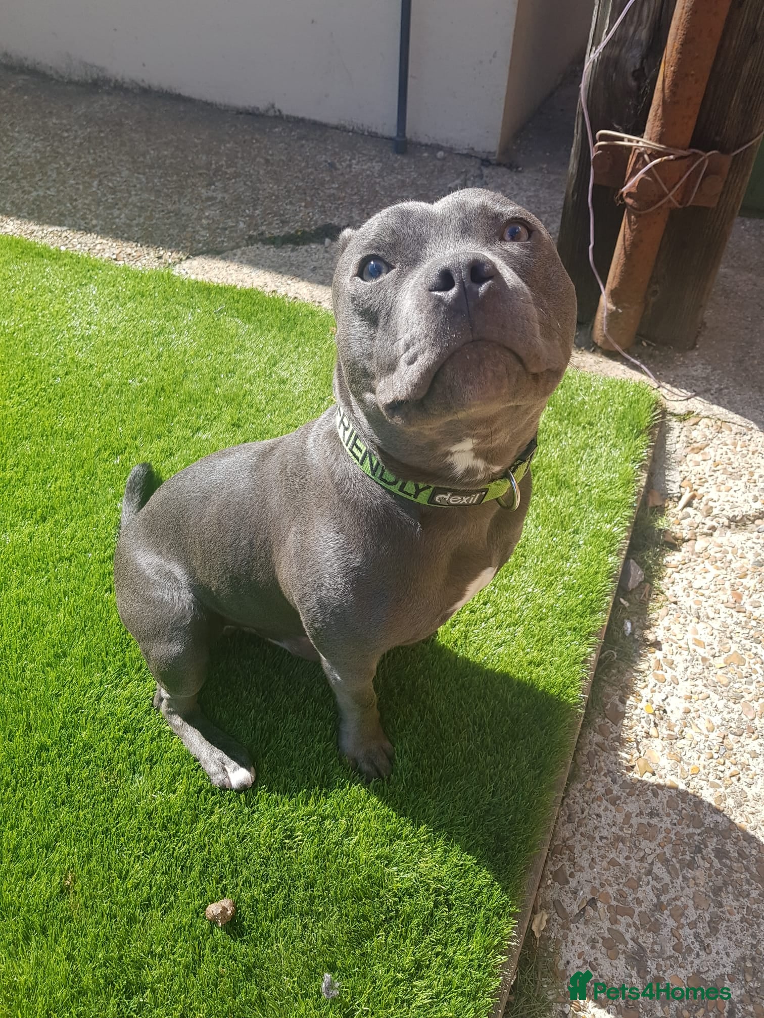 Staffordshire Bull Terrier dogs 💙 Hi, I’m Diesel 💙  8-yr-old KC Reg Blue SBT - Advert 15