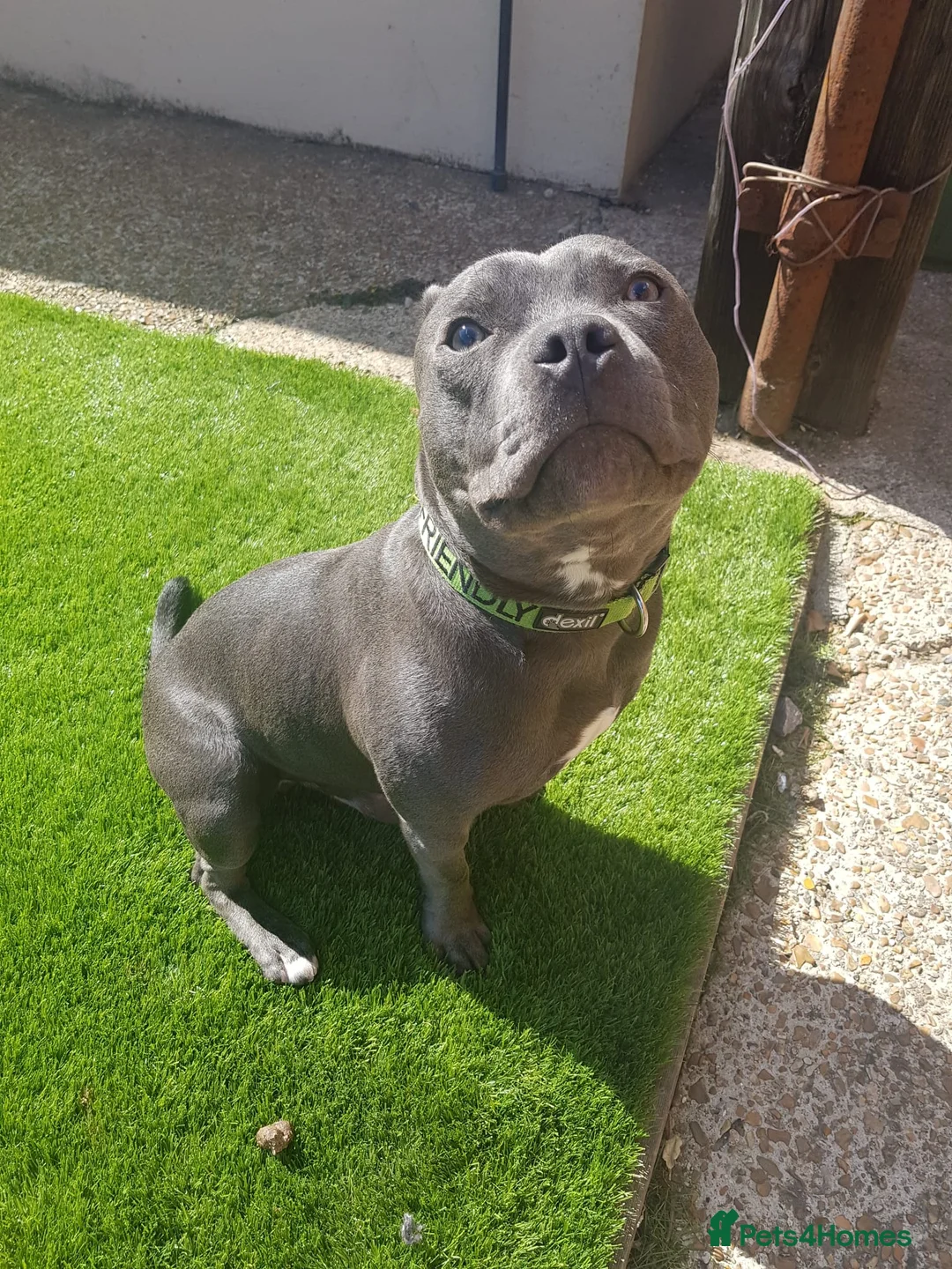 Staffordshire Bull Terrier dogs for sale: 💙 Hi, I’m Diesel 💙  8-yr-old KC Reg Blue SBT - Advert 1