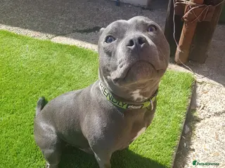 Staffordshire Bull Terrier dogs 💙 Hi, I’m Diesel 💙 8-yr-old KC Reg Blue SBT - Advert 15