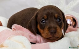 Miniature Dachshund dogs for sale: Chocolate and tan miniature dachshunds  - Advert 3