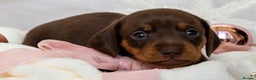 Miniature Dachshund dogs for sale: Chocolate and tan miniature dachshunds  - Advert 3