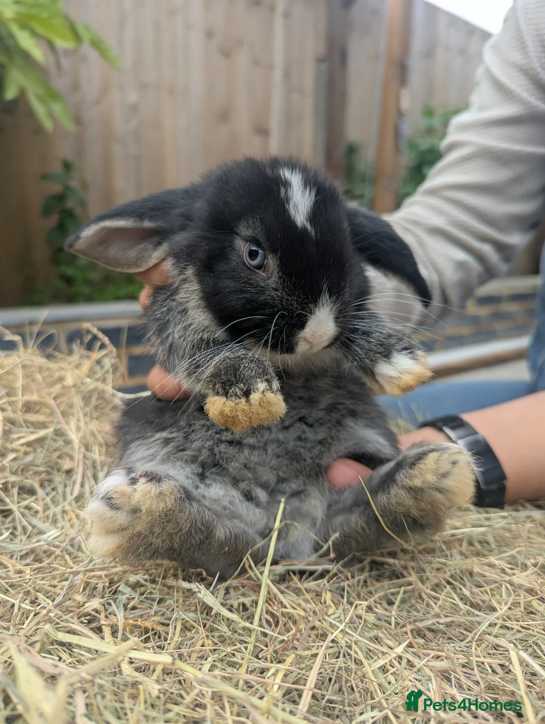 French Lop rabbits for sale: French Lop/Mini Lop ready from the 10th of June - Advert 2