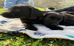Labrador Retriever dogs for sale: KC Registered Black Labrador Pups 🐾 - Image 24