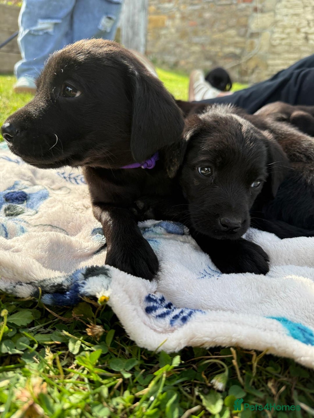 Labrador Retriever dogs for sale: KC Registered Black Labrador Pups 🐾 - Image 24