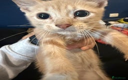 British Longhair cats for sale: 5 beautiful kittens for sale - Image 4