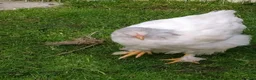 Chickens poultry for sale: Brahma boys cockerels - mottled & white (?pullet) - Advert 5