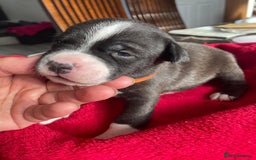 Staffordshire Bull Terrier dogs for sale: Mariusz  - Image 32