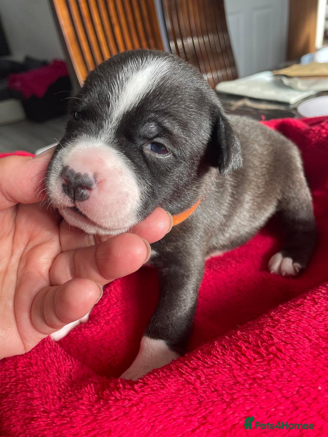 Staffordshire Bull Terrier dogs for sale: Mariusz  - Image 32