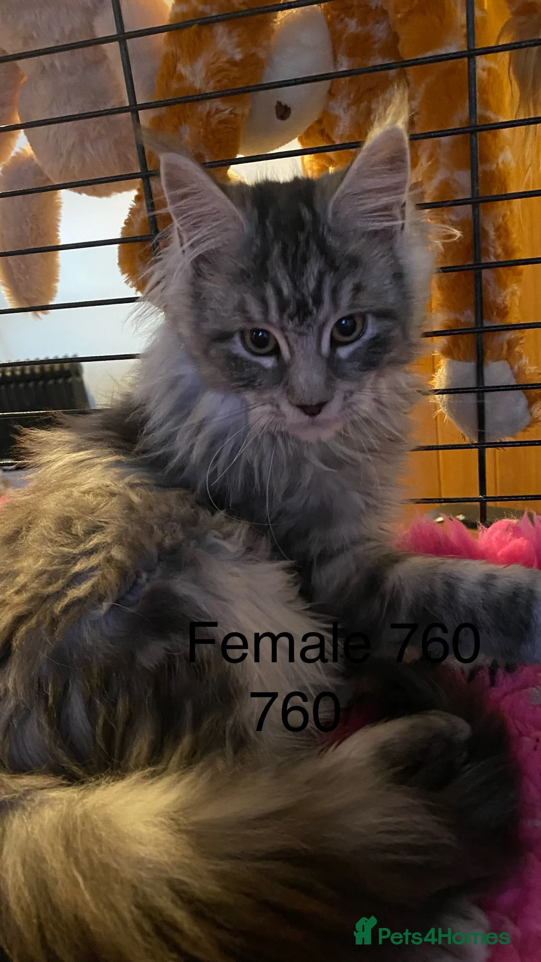 Maine Coon cats for sale: Pedigree Maine Coons - Advert 14