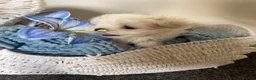 Maltese dogs for sale: Tiny KC Korean Maltese Puppies🩷🩵 - Advert 11