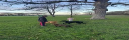 Labrador Retriever dogs for sale: Rehome  - Advert 7