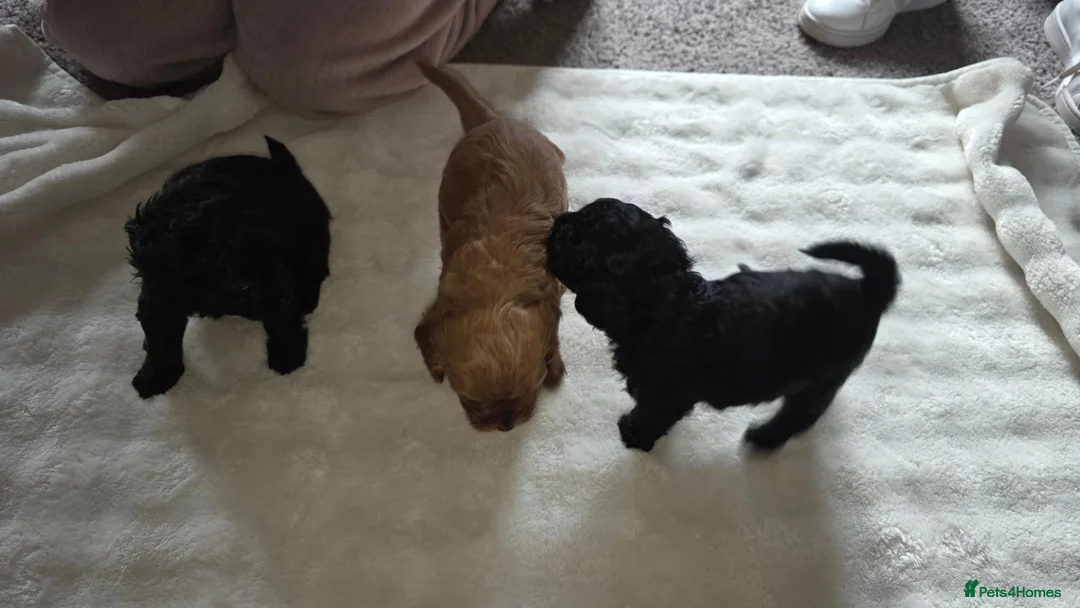 Mixed Breed dogs for sale: Mrs Sylvia Archer in Stafford - Advert 4