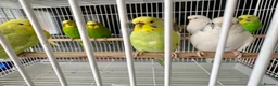 Budgerigars birds for sale: Mixed variety of Budgies For Sale - Advert 9