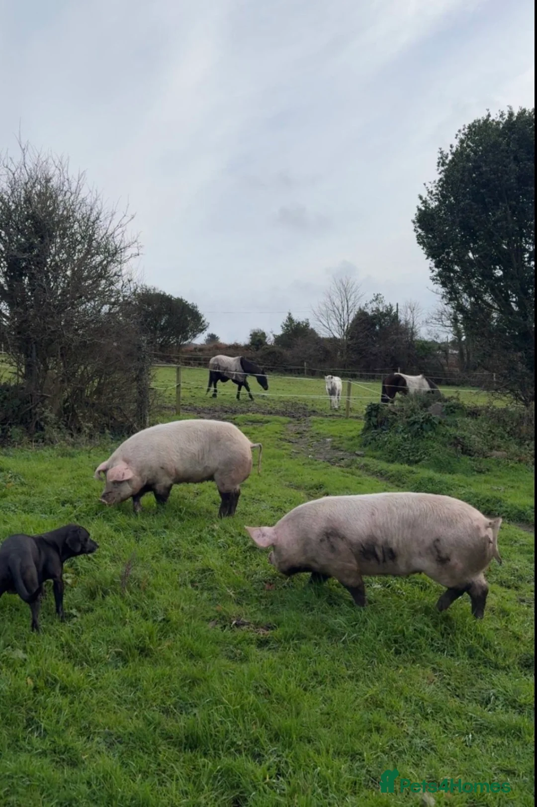 Pig livestock for sale: FRANKIE AND MIDGE THE PIGS in Redruth - Advert 2