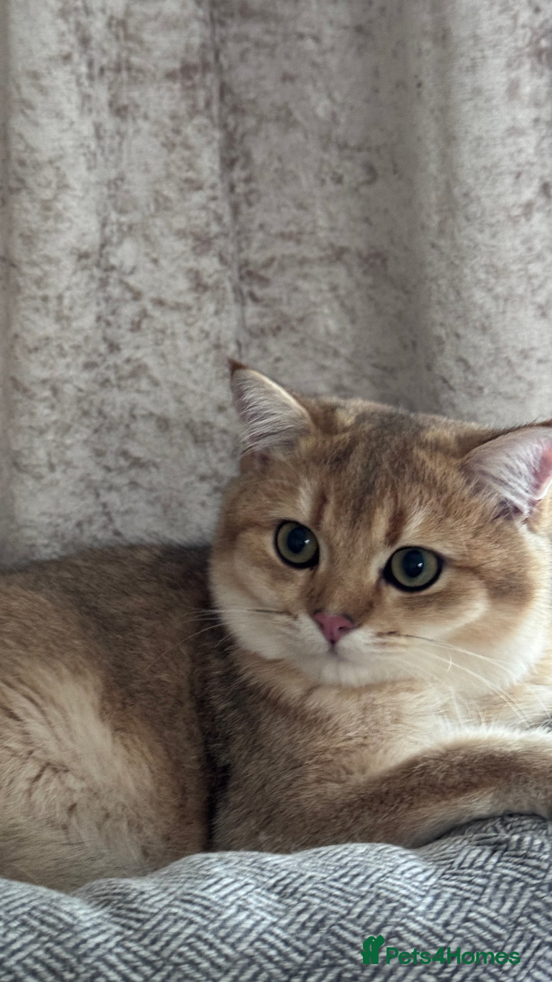 British Shorthair cats for sale: BSH GCCF NY12 Golden black tipped one girl left  in Basildon - Advert 7