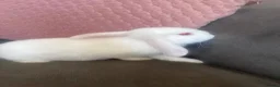 Mini Lop rabbits for sale: Mini Lop Rabbits for sale  - Advert 19