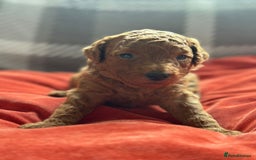 Mixed Breed dogs for sale: Poochon x Maltipoo puppies - Image 5
