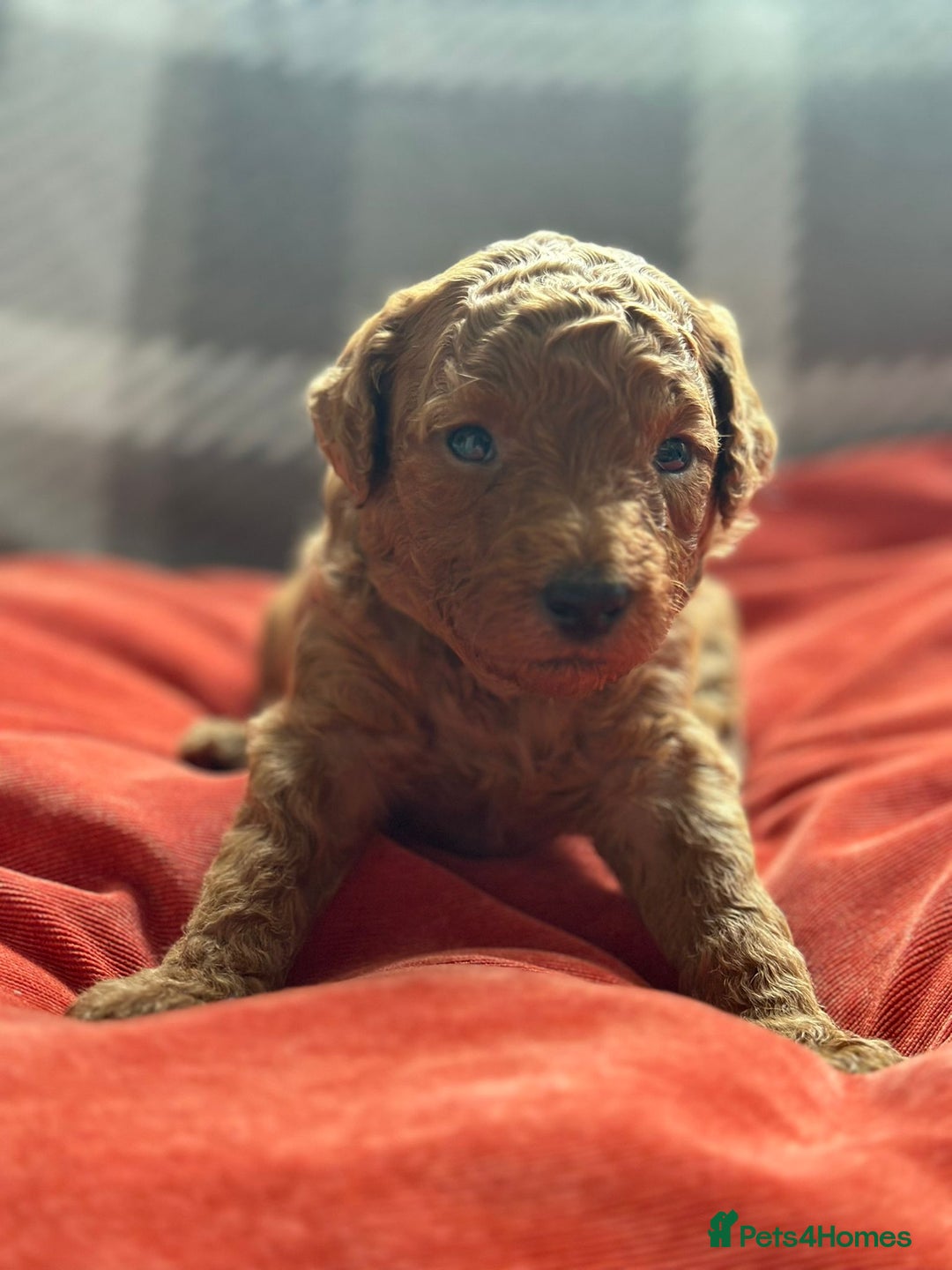 Mixed Breed dogs for sale: Poochon x Maltipoo puppies - Image 5