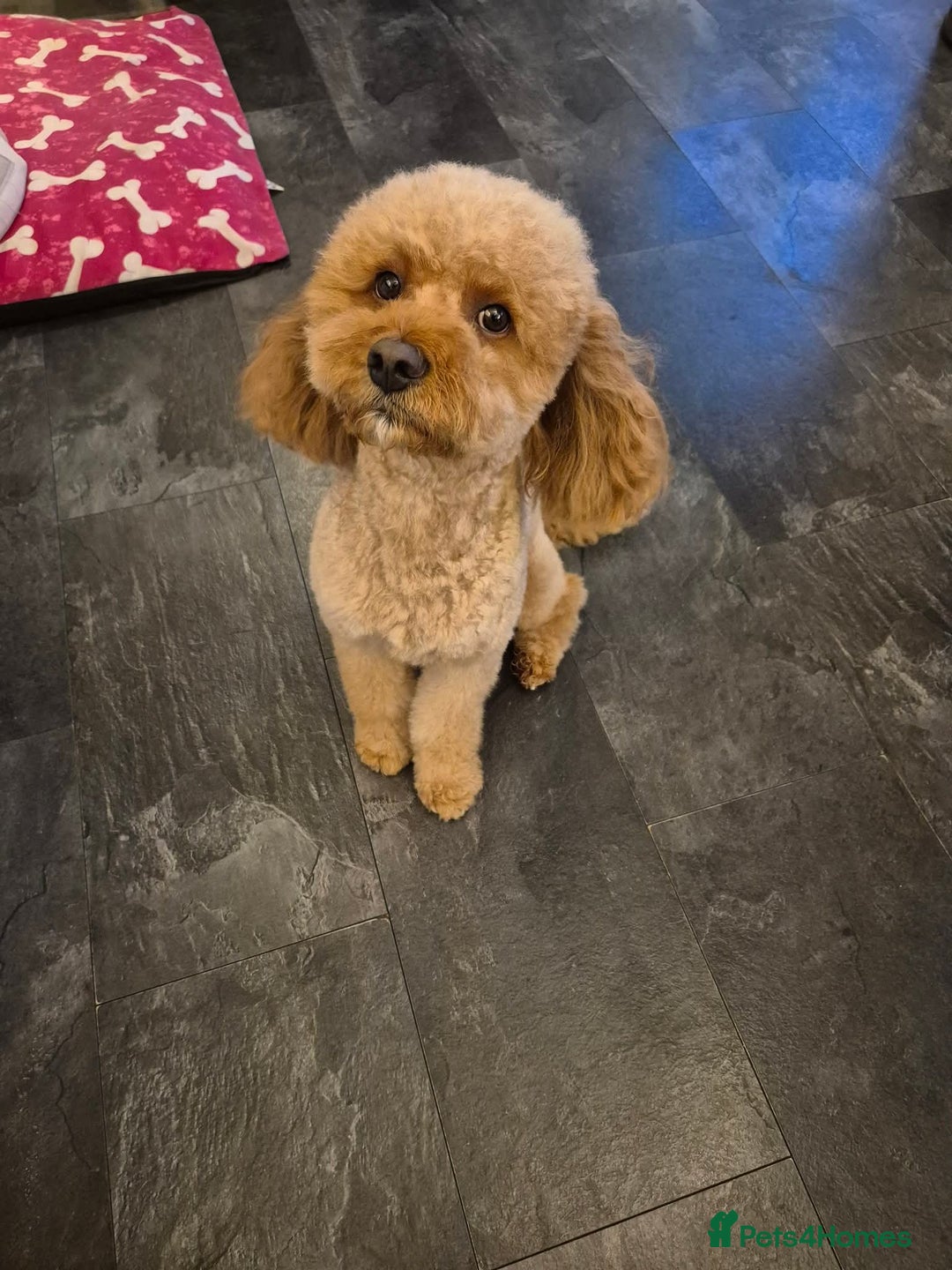 Mixed Breed dogs for sale: Beautiful female available ready to leave 1st nov - Image 7