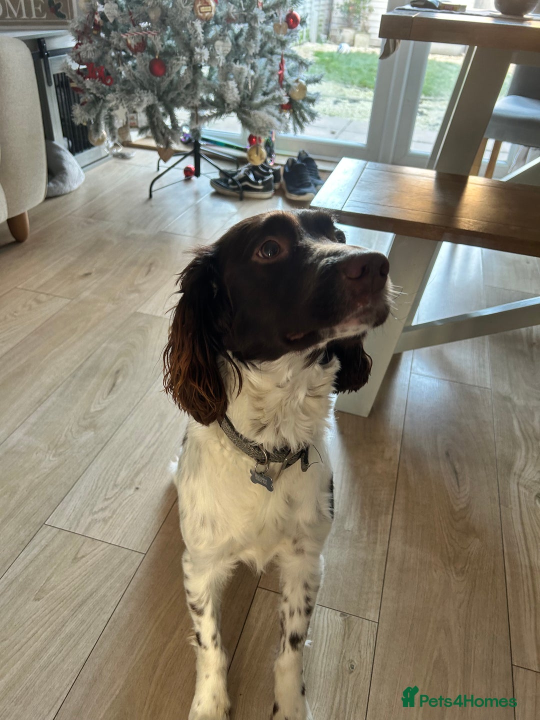 English Springer Spaniel dogs for sale: Liver & White Springer spaniel, Male, 18 months - Advert 3