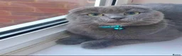 British Shorthair cats for sale: British Shorthair kittens available  - Advert 6