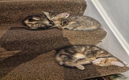 Mixed Breed cats for sale: 6 friendly tabby kittens - Image 2