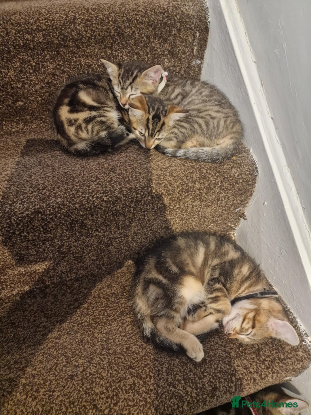 Mixed Breed cats for sale: 6 friendly tabby kittens - Image 2