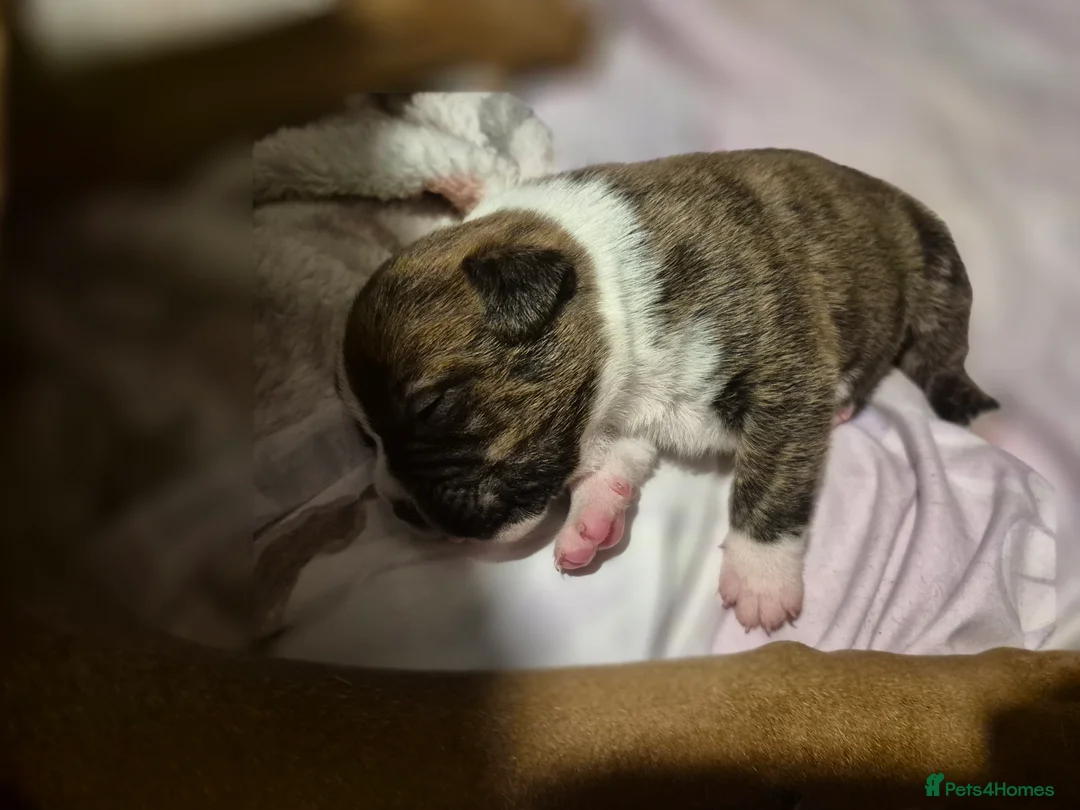 Mixed Breed dogs for sale: Mastiff cross french bulldog puppies  - Advert 5