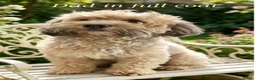 Shih Tzu dogs for sale: GORGEOUS MALSHI~POOS ~ SHIH TZU TYPE  - Advert 13