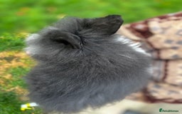 Mini Lion Lop rabbits for sale: Bunny’s !! - Image 5