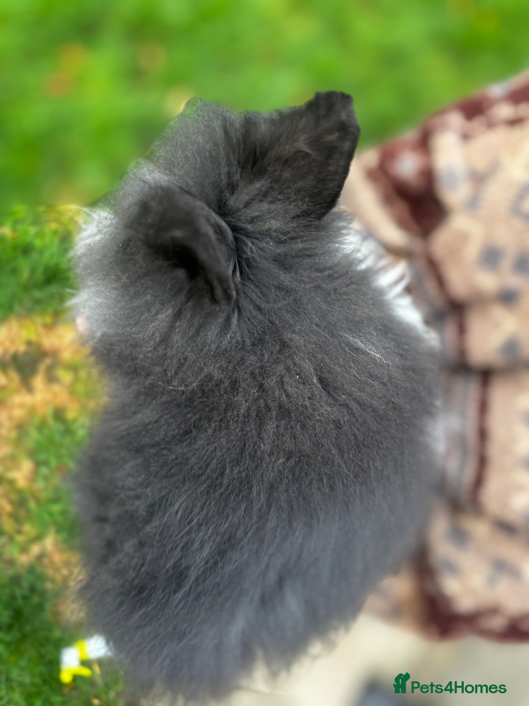 Mini Lion Lop rabbits for sale: Bunny’s !! - Image 5