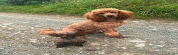Toy Poodle dogs for stud: Pedro (Choccywoky do dah) - Advert 13