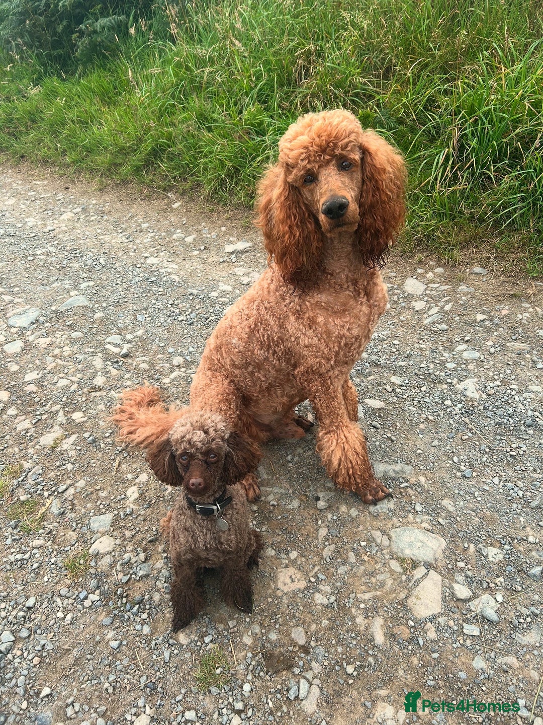 Toy Poodle dogs for stud: Pedro (Choccywoky do dah) - Advert 13