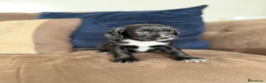 Cocker Spaniel 4