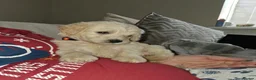 Saint Berdoodle dogs for sale: ❤️ Saint bernadoodle / Standard poodle💙 - Advert 5