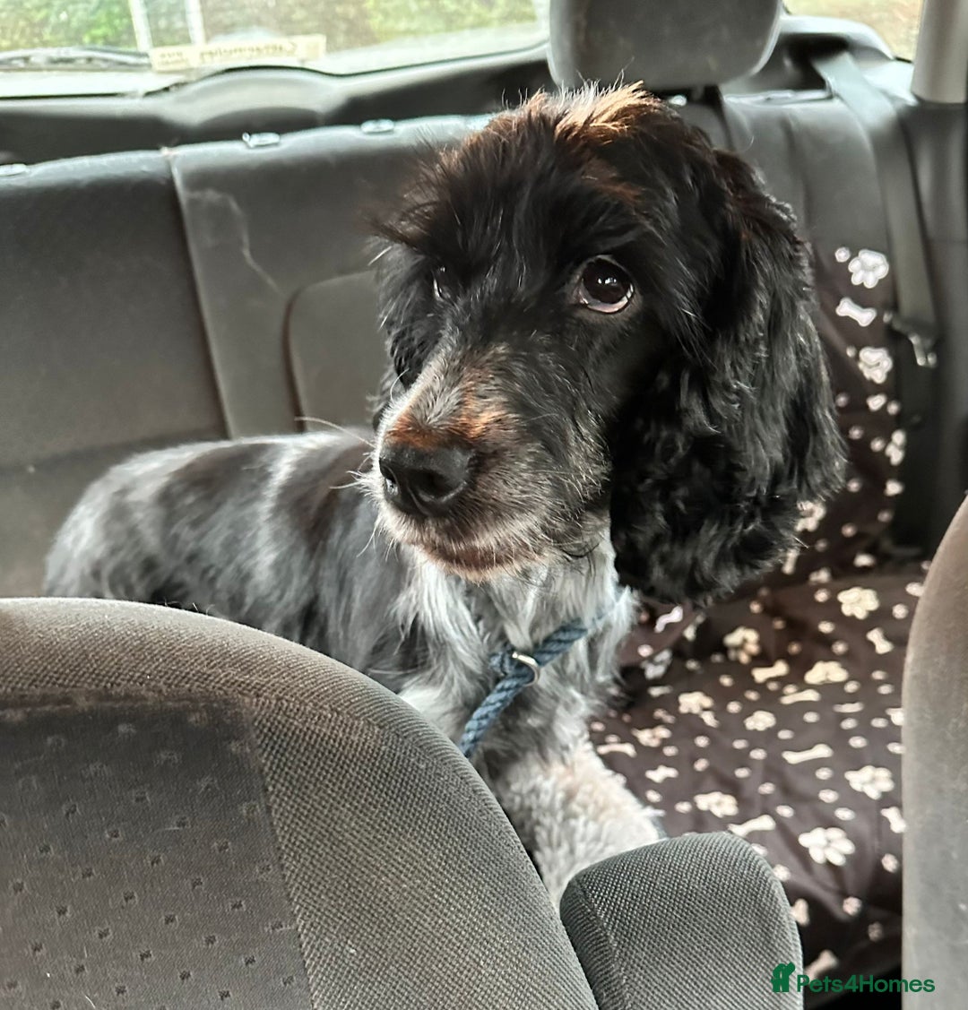 Cocker Spaniel dogs for sale: Handsome 4 month old black boy - Advert 15