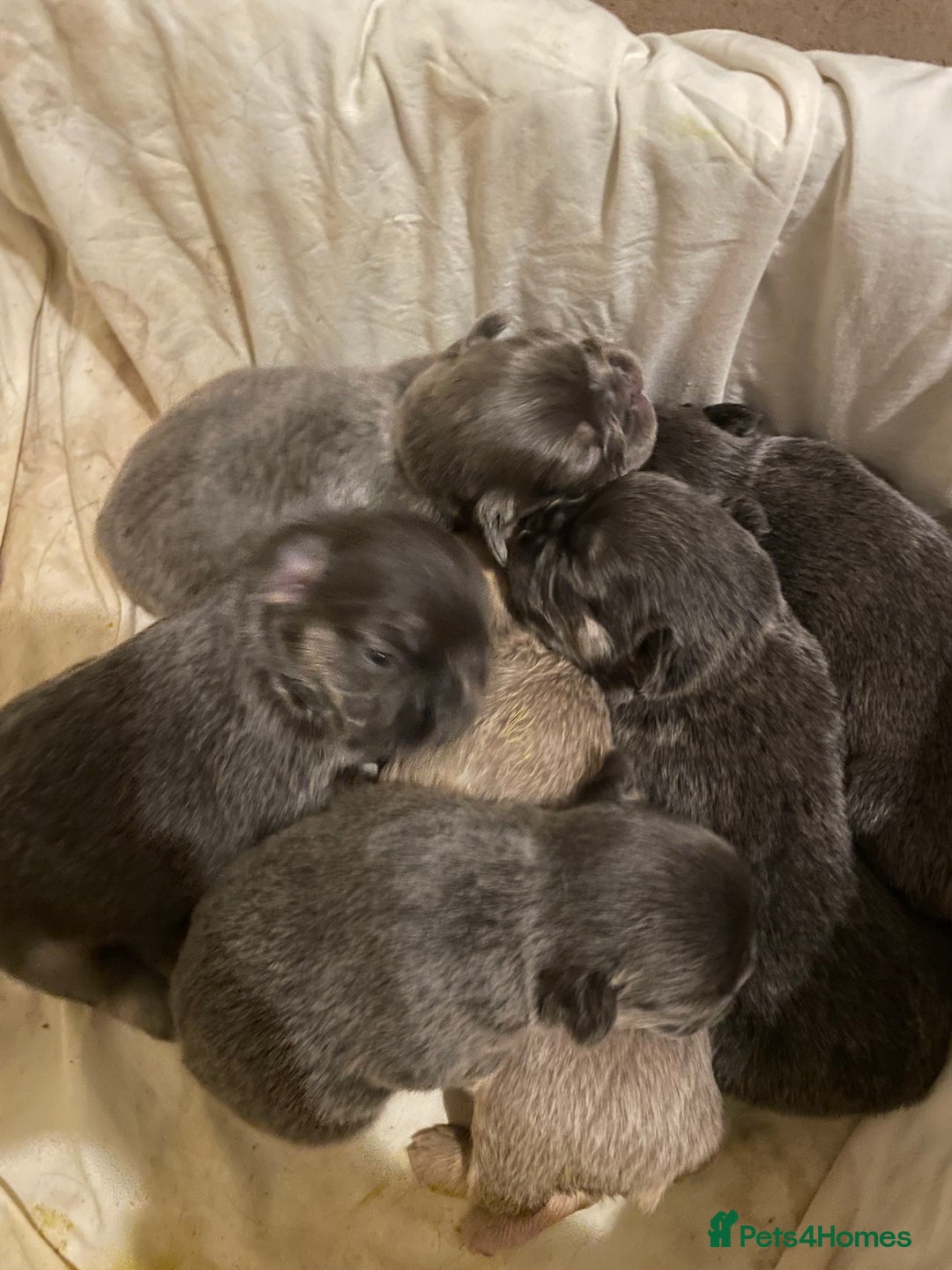 French Bulldog dogs for sale: 🩷🐶🐾6 Adorable fluffy French bulldogs 🩷🐶🐾 - Advert 2